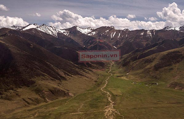 Hành trình tìm kiếm Đông trùng hạ thảo trên Cao nguyên Tây Tạng